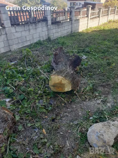 Черница за дървен материал, снимка 1