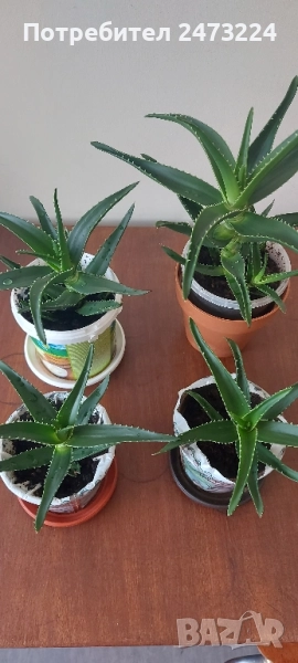 Алоета различни големини , снимка 1