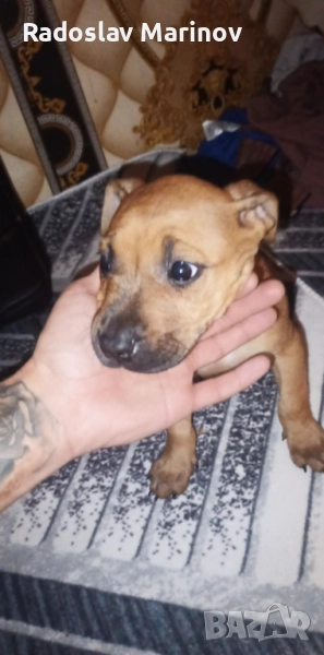 Prodavam pitbull, снимка 1