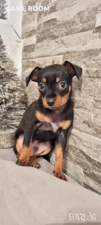 Мъжко мини Пинчер пинчерче пинчери пинчерчета Чихуахуа Чиху кученце , снимка 1