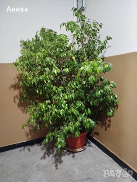 Цвете Бенджамин, снимка 1