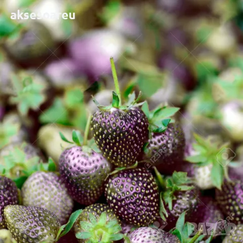 80 семена от плод черна ягода органични плодови ягодови семки от вкусни черни ягоди отлични плодове, снимка 15 - Сортови семена и луковици - 50419261