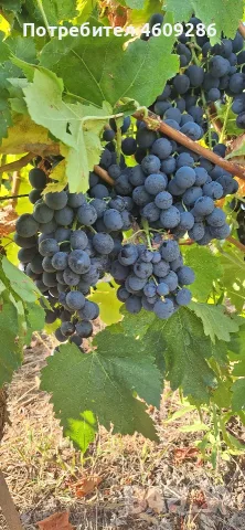 Продавам десертно грозде за ракия 