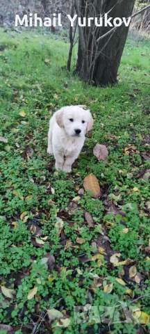 Голдън ретривър 