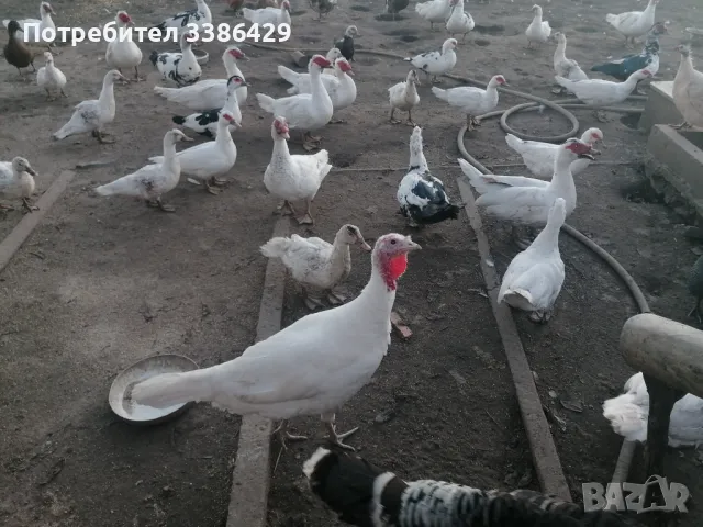 Пуйки, неми патици,  токачки, снимка 7 - Патици и гъски - 48423171