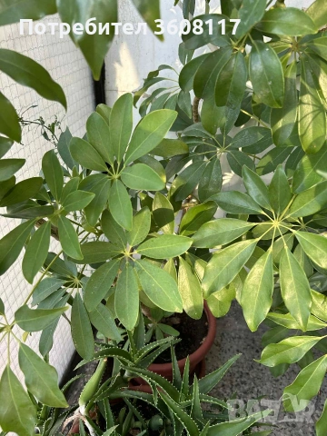 Алое, калатея и шефлера огромни растения , снимка 3 - Стайни растения - 53154092