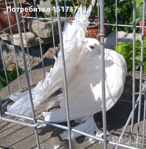 Двойка гълъби фенерлии , снимка 5 - Гълъби - 50530849