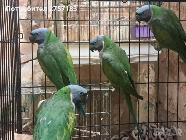 продавам китаиски александар 3 женски 2023, снимка 4 - Папагали - 52403752