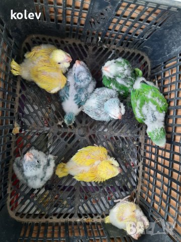 Ръчно хранени папагали монах  2023г , снимка 4 - Папагали - 40805832