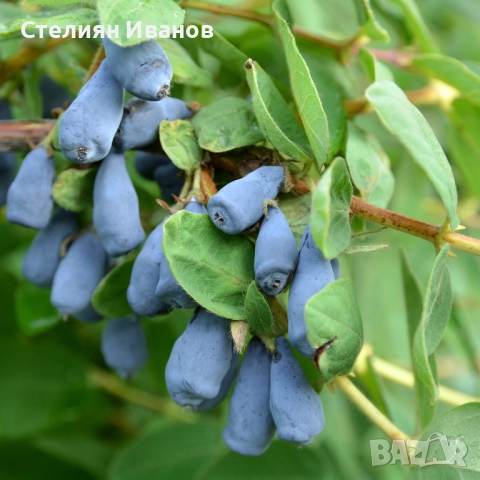 Камчатска боровинка, камчатска лоницера (Lonicera caerulea var. kamtschatica), снимка 3 - Градински цветя и растения - 52354322