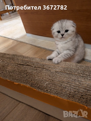 Шотландски клепоухи женски котенца родени на 24 декември 