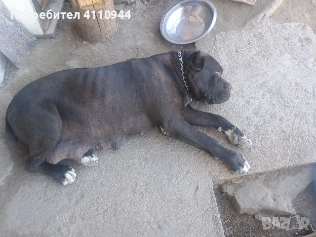 Кане Корсо продавам , снимка 8 - Други - 53699451