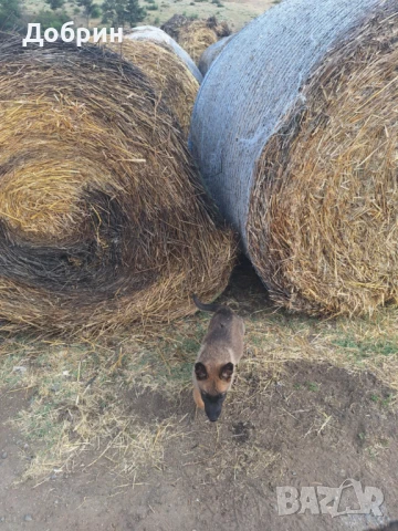 Белгийски овчарки , снимка 1