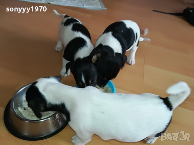 ДЖАКОВЕ СЛАДУРИ 0104221208, снимка 15 - Джак ръсел териер - 36305837