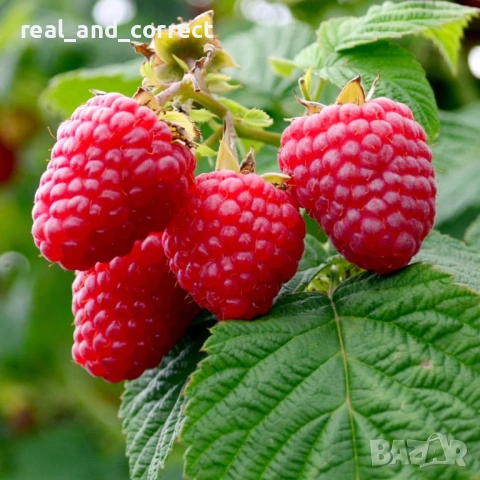 ВЕЛИКОЛЕПЕН БИО Разсад целогодишни Ягоди и Малини, снимка 8 - Разсади - 53687574