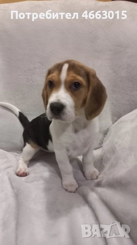 Куче порода Бигъл
