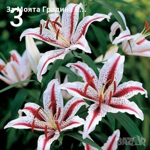 Лилиум луковици , снимка 4 - Сортови семена и луковици - 49765615