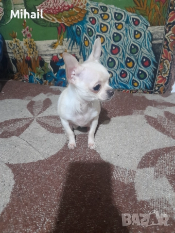 Продавам чихуахуа, снимка 8 - Чихуахуа - 52654005
