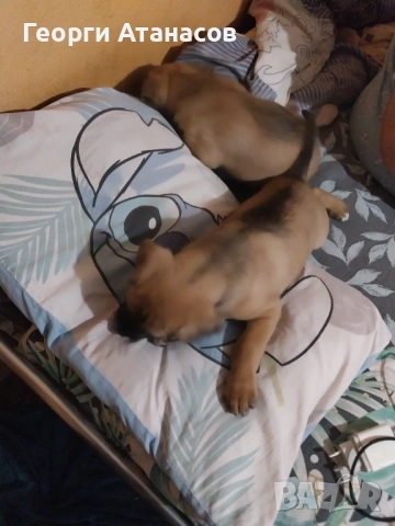 Продавам две женски светлокафяви кане-корсо кучета