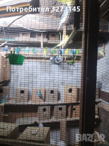 Смеещи се гугутки, Корели и вълнисти папагали, снимка 1