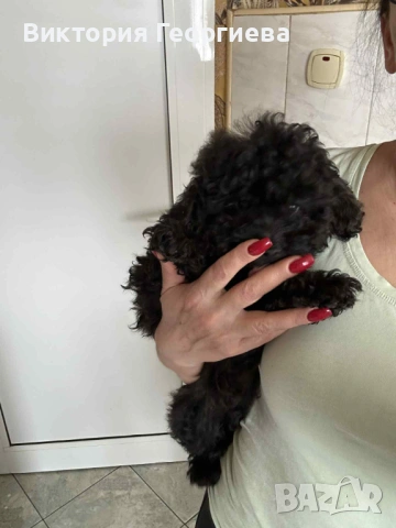 Мини Пудел , снимка 2 - Пудели - 53316077