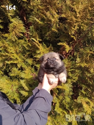 Момче и момиче. Померански Шпицове., снимка 5 - Шпиц - 53487098