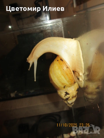 Гигантски Африкански охлюви, снимка 3 - Други животни - 51624191