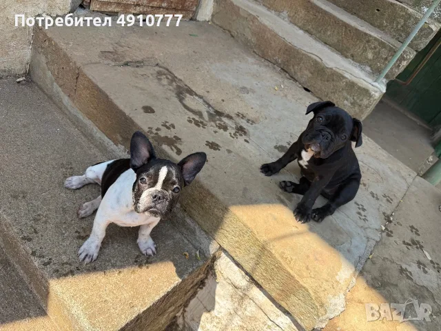 Френски булдог момиченца, снимка 4 - Френски булдог - 56058776