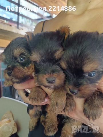 Мини йоркширски териери , снимка 2 - Йоркширски териер - 37413803