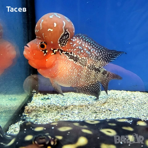 Флауърхорн 9-10см