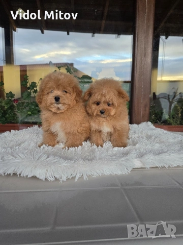 Помапу Померан Пудел 