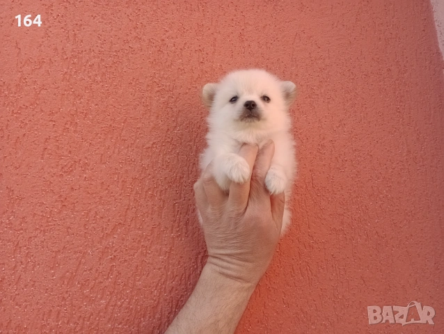 Мини Шпиц - Померан. Мъжки и женски кученца. Снимки от 08.03.26 г. , снимка 3 - Померан - 53677605