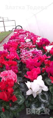 Цветя за 8 март, снимка 12 - Градински цветя и растения - 53336246