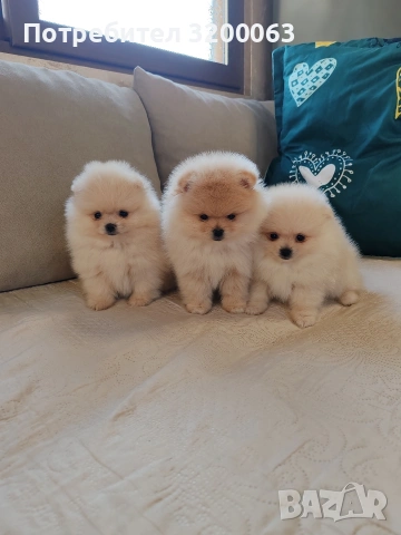 Померан мини померанчета , снимка 2 - Померан - 53726000