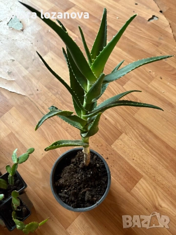 Различни цветя, снимка 17 - Стайни растения - 53278464