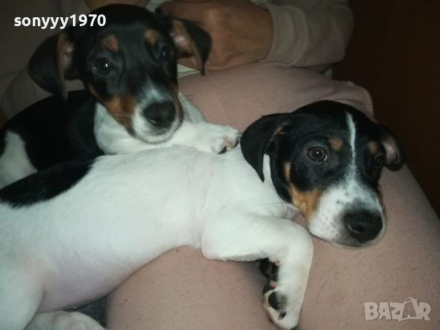 ФИНАЛНА ПРОДАЖБА-ПОСЛЕДЕН ДЖАК РЪСЕЛ-СЛАДКА ДАМА 3010251451, снимка 7 - Джак ръсел териер - 52235740