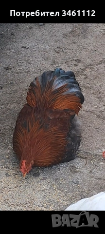 продавам петлета мини кохин 10 бройки може и ярки!, снимка 4 - други­ - 53065889