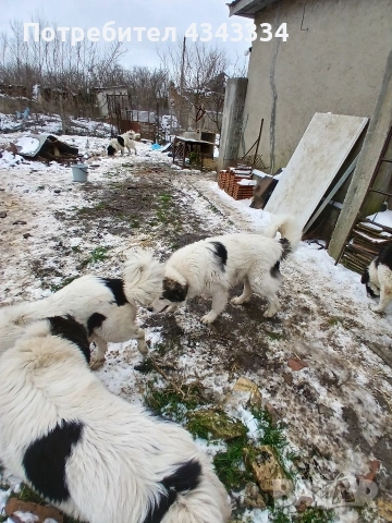 Българско овчарско куче, снимка 7 - Каракачанска овчарка - 53669702