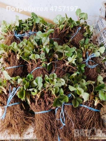 Расад ягоди и малини