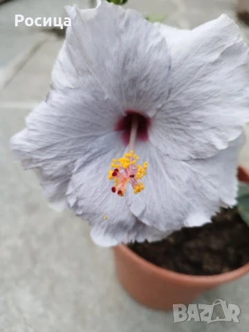 китайска роза , снимка 1