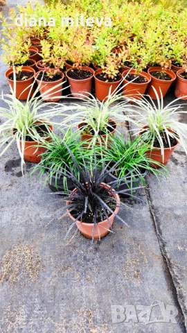 Промо пакет от 6 бр Декоративни треви