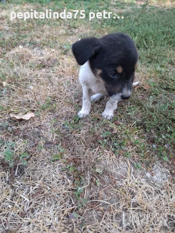Adopt a puppy.4 кученца бяха изхвърлени !търсим осиновители, снимка 9 - Изгубени/намерени - 56137494