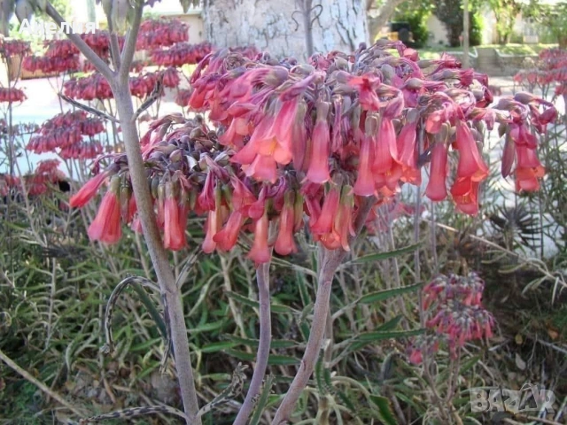 Лечебно цъфтящо каланхое