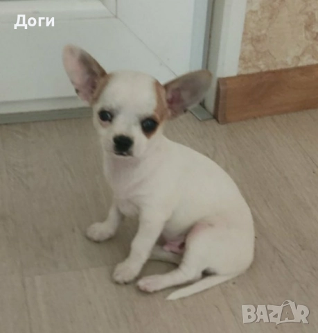 Продавам чихуахуа , снимка 2 - Чихуахуа - 51640490