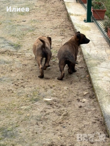 Две женски  белгийски овчарки , снимка 5 - Белгийска овчарка - 53055934