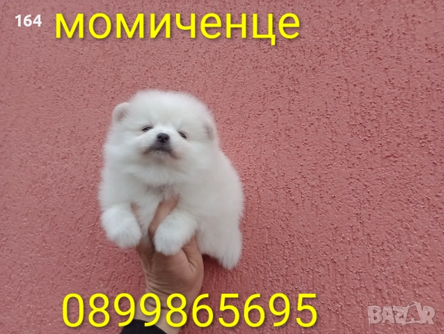 Мъжки и женски бели Померани. Реални снимки от 05.01.26 г. 