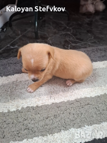 мини пинчер , снимка 2 - Пинчер - 52882492