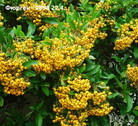 Пираканта (Червена и Жълта), снимка 6 - Градински цветя и растения - 41475744