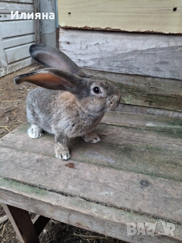 Продавам эайци , снимка 11 - Други животни - 53771954