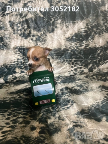 Свободни Чихуахуа 